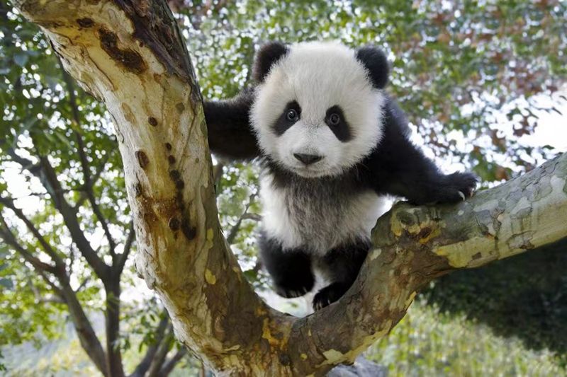 5生活在大熊貓國家公園和動物園熊貓館的大熊貓.jpg
