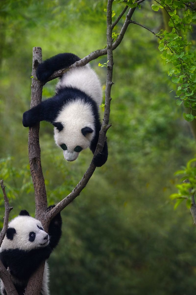 4生活在大熊貓國家公園和動物園熊貓館的大熊貓.jpg