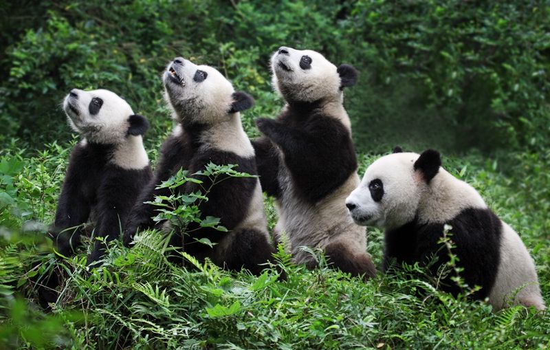 1生活在大熊貓國家公園和動物園熊貓館的大熊貓.jpg