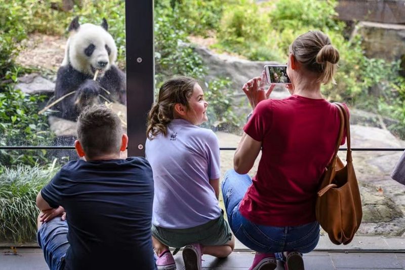 10大熊貓文化走向世界.jpg