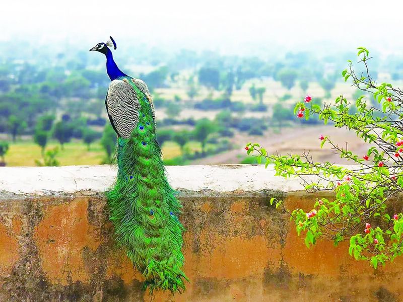 印度国鸟孔雀.jpg