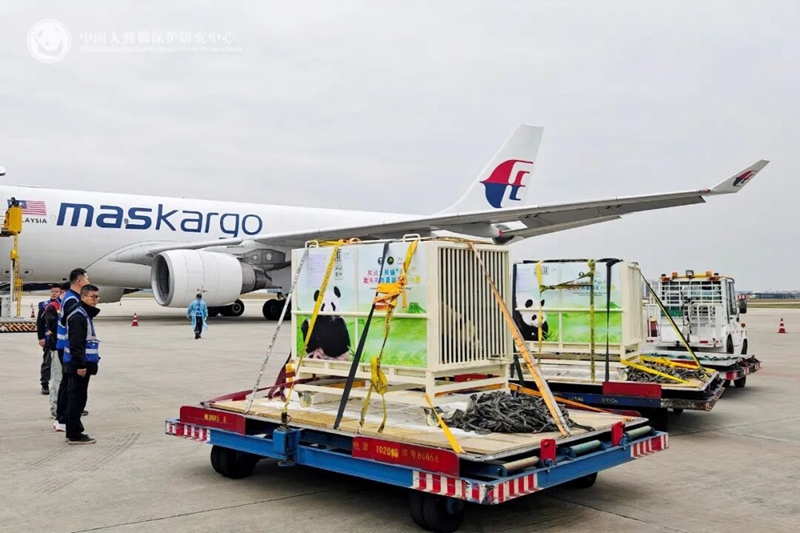 中國大熊貓“辰星”“曉月”前往馬來西亞旅居10年