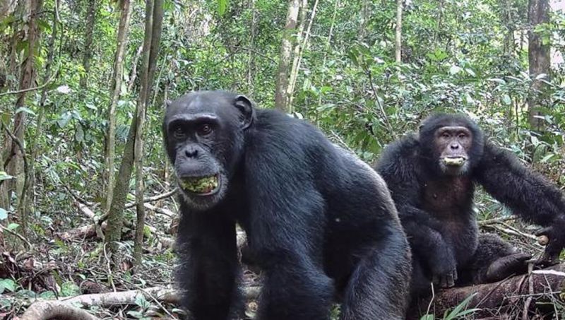 1758252418500909.jpg 2025-09-17T184358Z1799289535RC2C0O9T0J2URTRMADP3SCIENCE-CHIMPANZEES_0.jpg