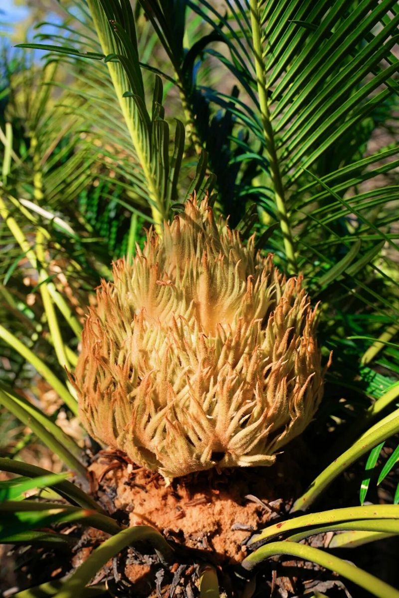 1765971575243406.jpg 3.jpg