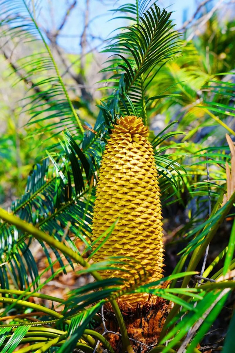 1765971580949985.jpg 4.jpg