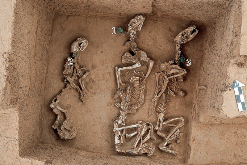 殷墟王陵區發現最早“野生動物園”