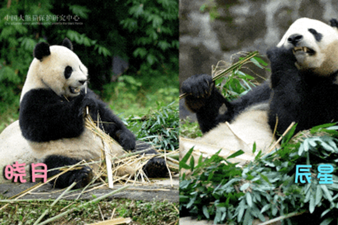 大熊貓“辰星”“曉月”馬來西亞公開亮相