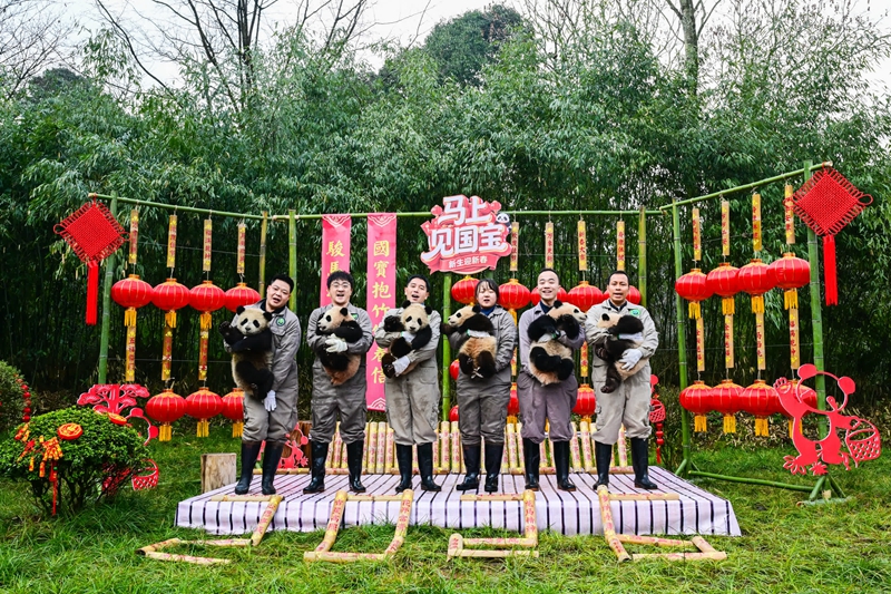 迎新春　熊貓寶寶送出最「萌」祝福