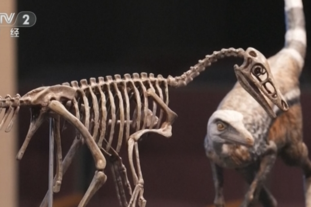 阿根廷發現小型恐龍化石改寫阿爾瓦雷斯龍類演化理論