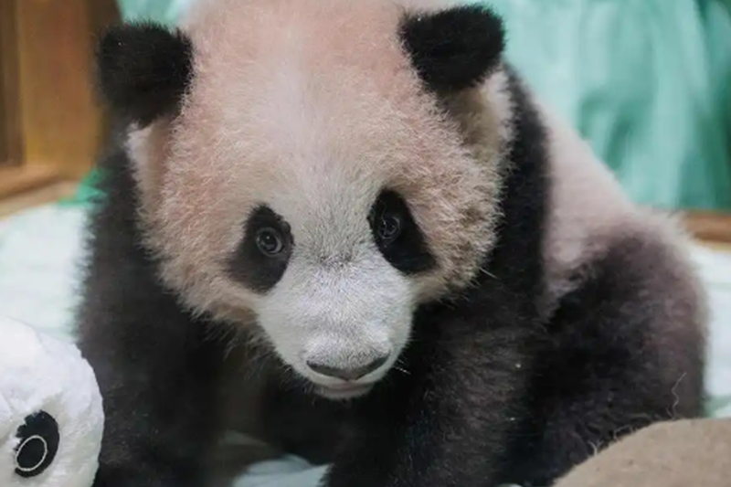 印尼出生大熊貓幼崽“裏奧”狀況良好 各項發育指標穩定